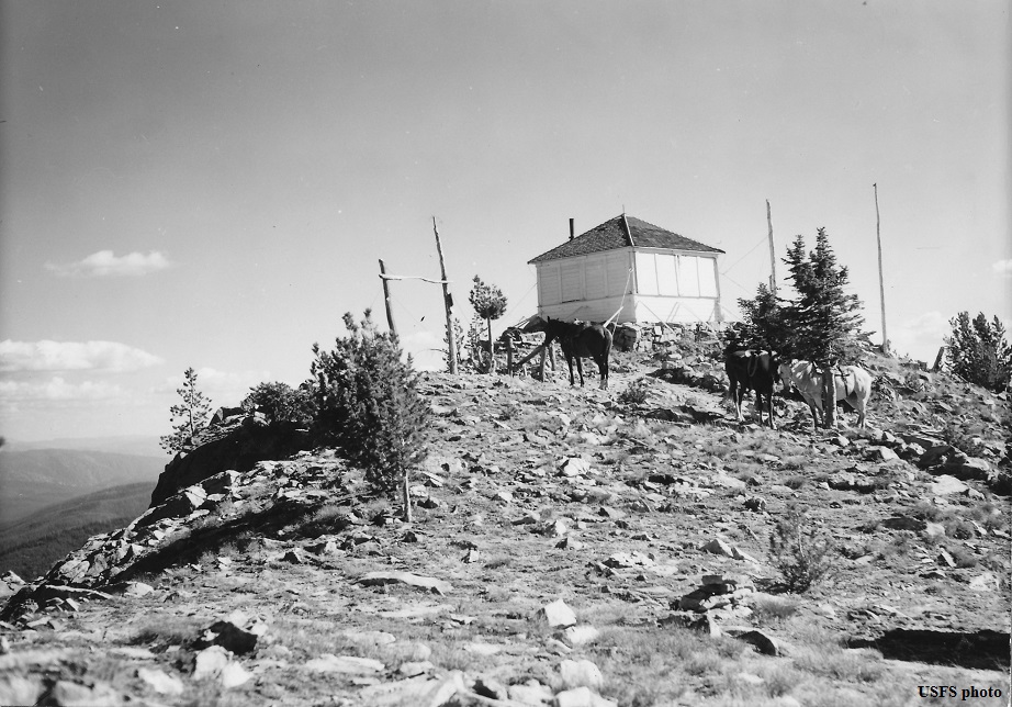 Bear Pete in 1950