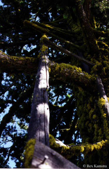 Leecher Mtn. L.O. tree in 1999